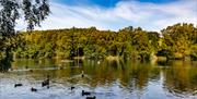 St. Ives Estate, Coppice Pond